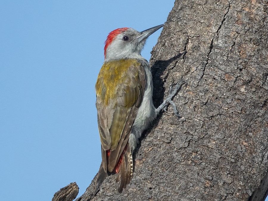 Grey Woodpecker