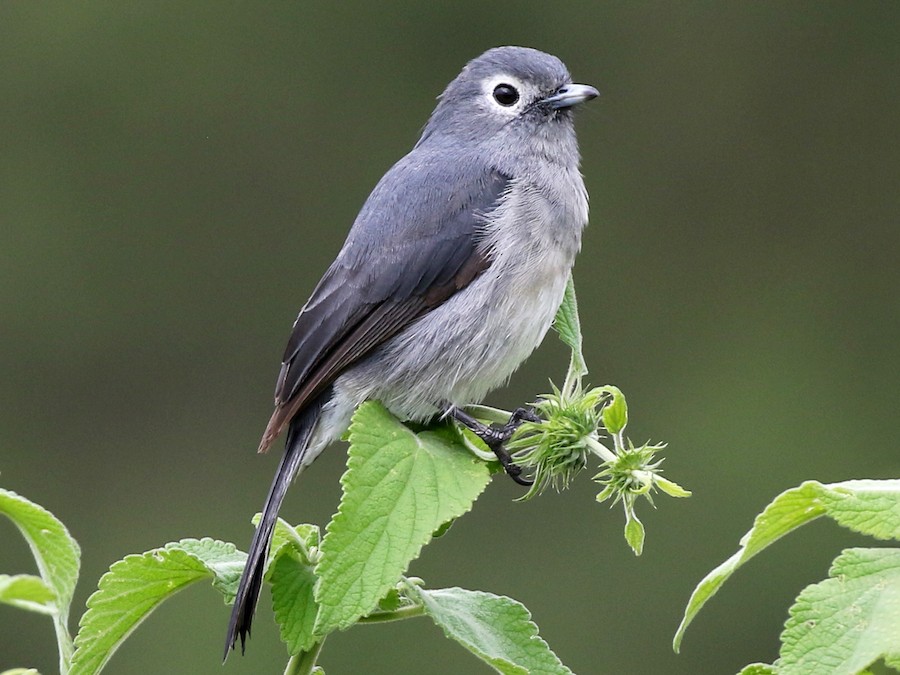 White-eyed Slaty Flycatcher