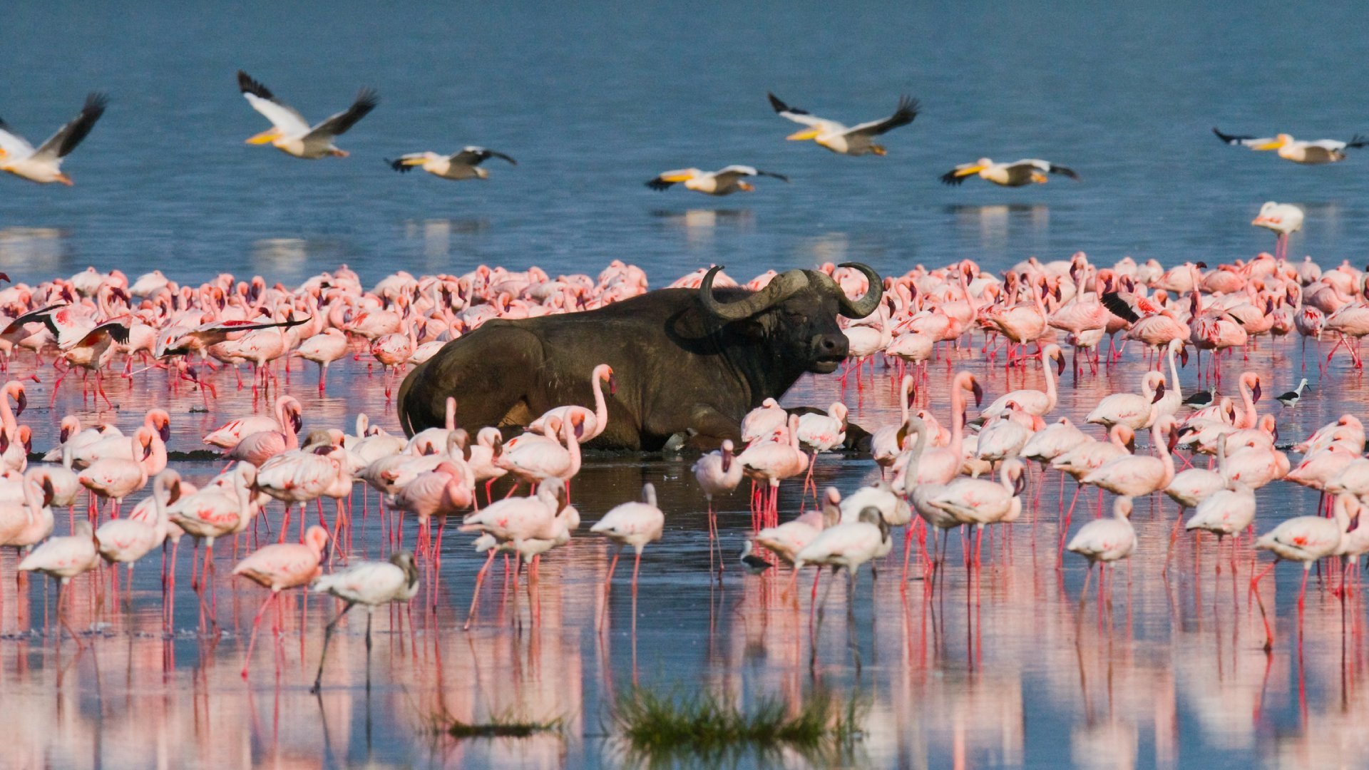 Budget Flamingo Tour Kenya