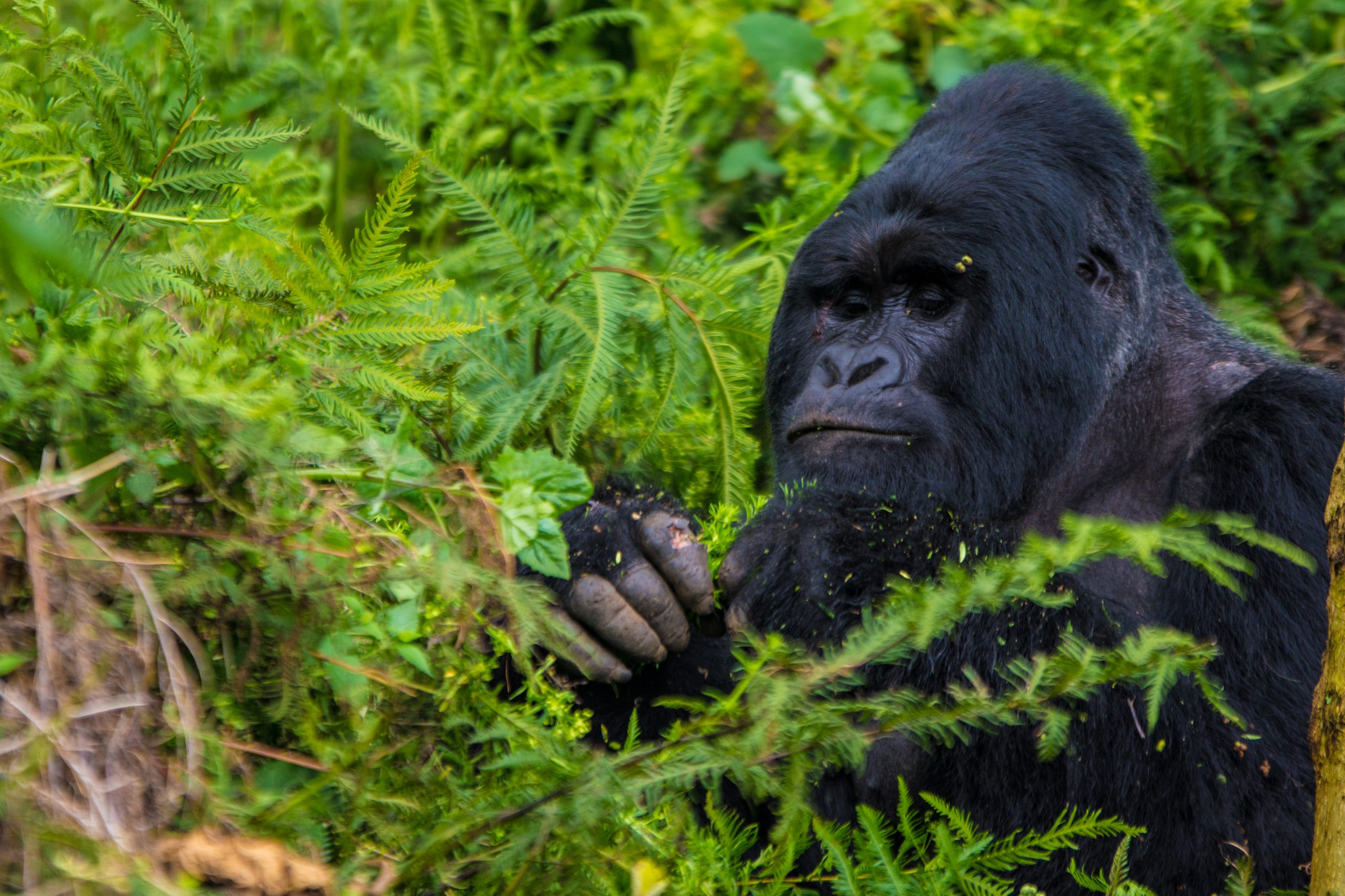 4 Days Uganda Gorilla Safari
