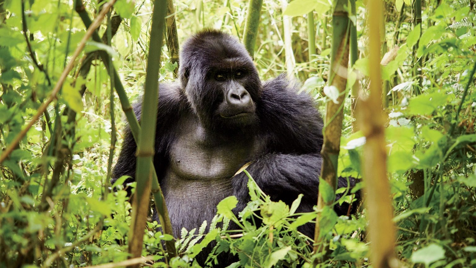 3 Days Gorilla Trekking Uganda