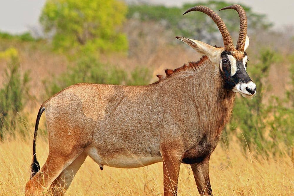 Roan Antelope Uganda