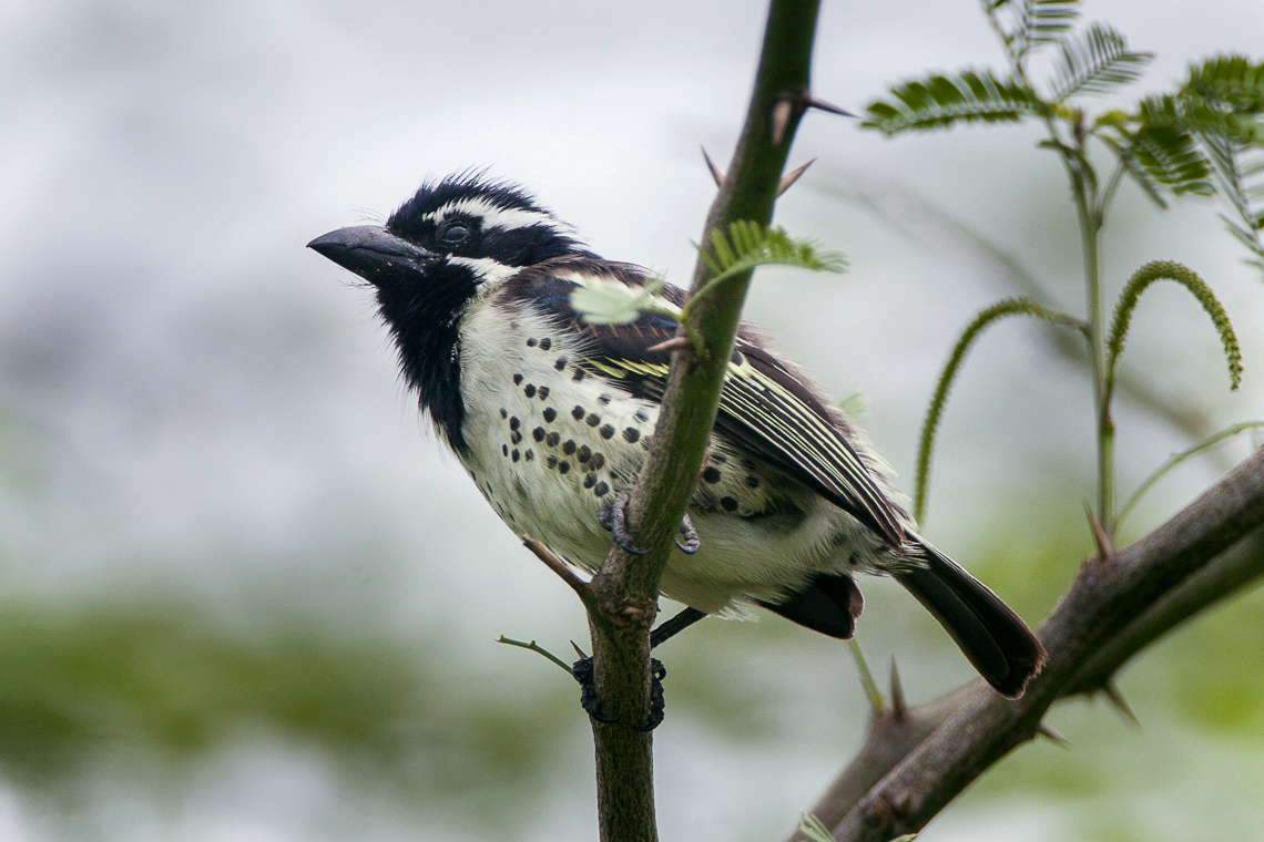 Spot-Flanked Barbet