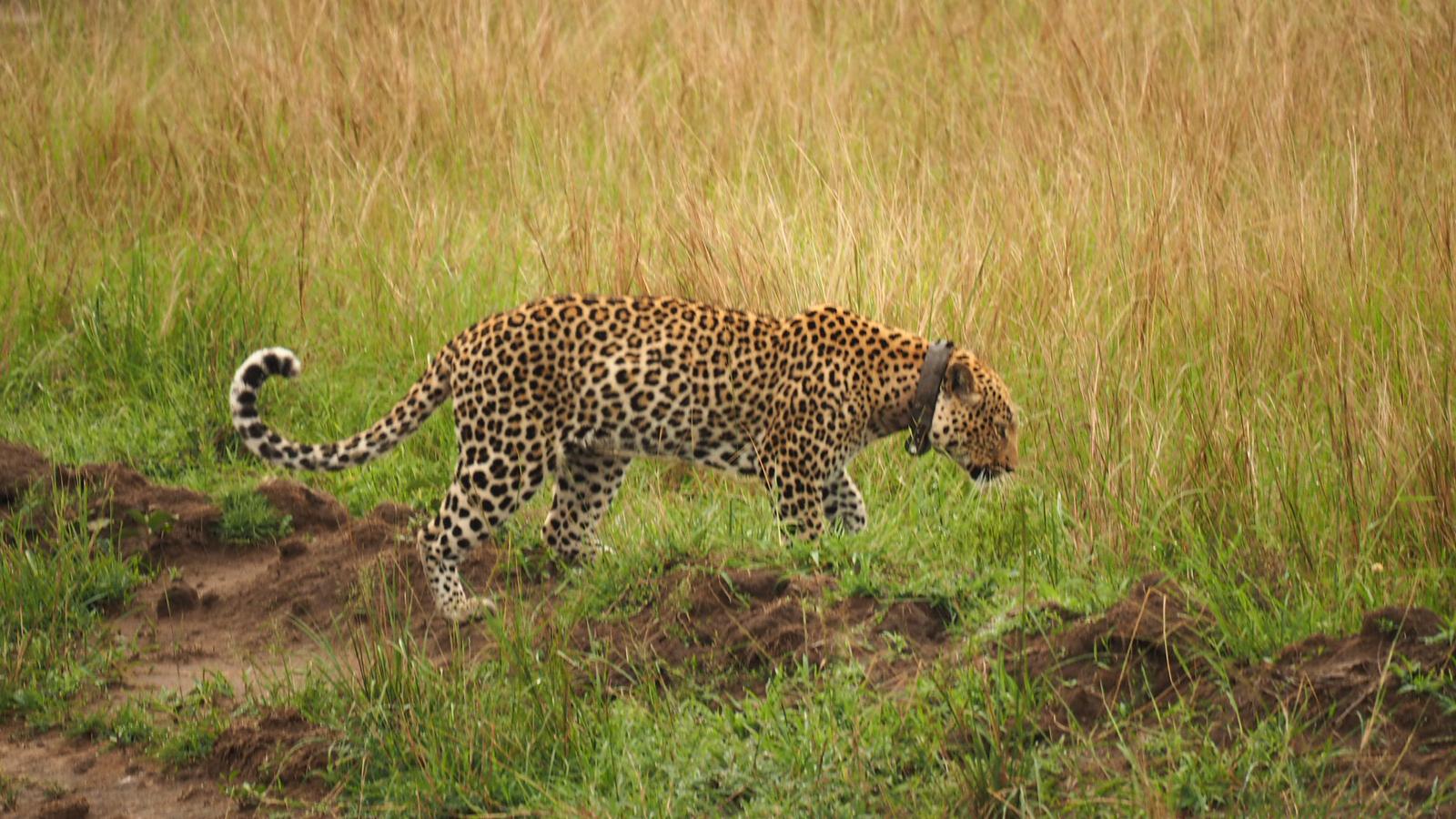 Queen Elizabeth National Park Safaris