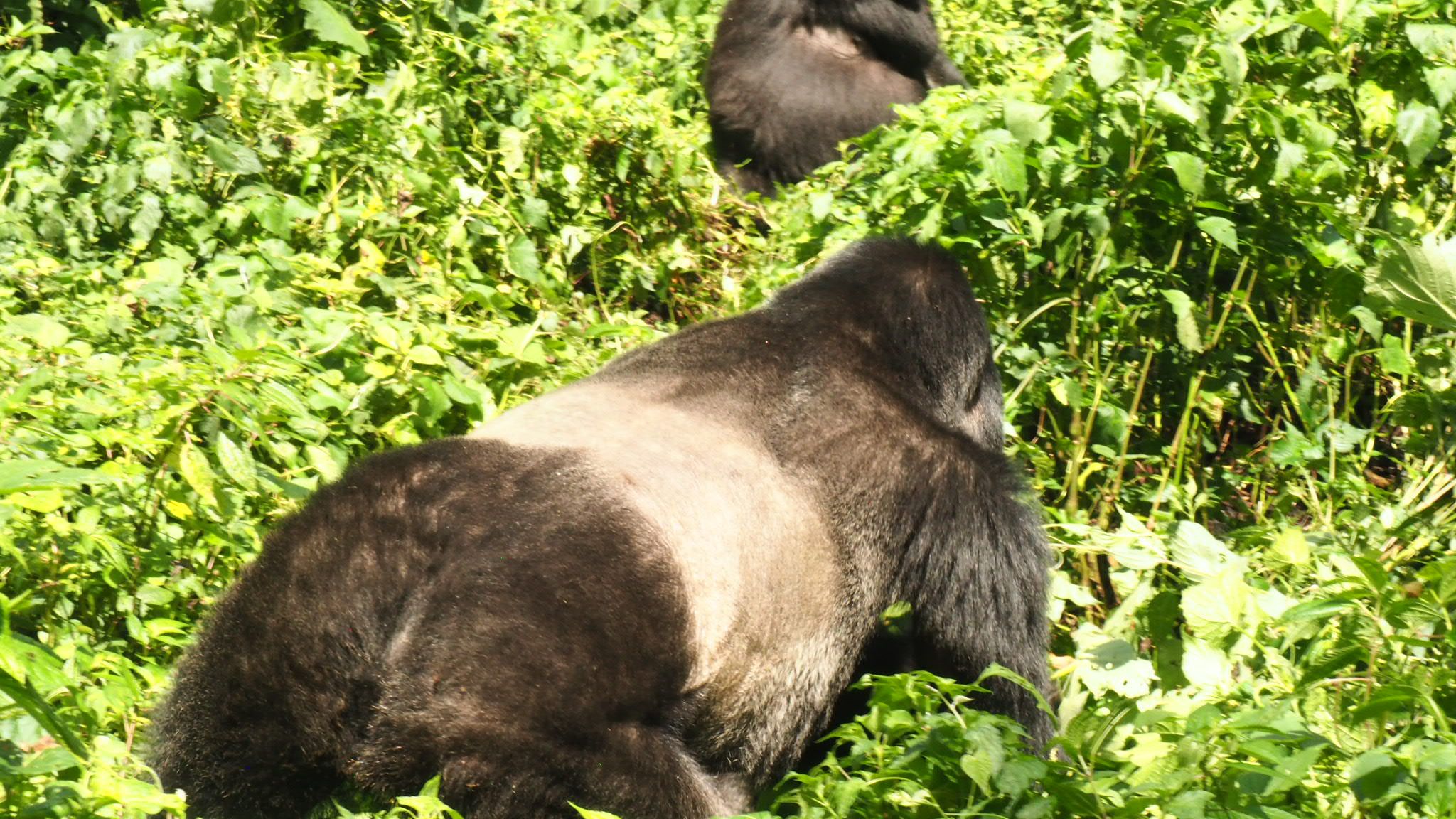 5 Days Gorilla Chimpanzee Safari