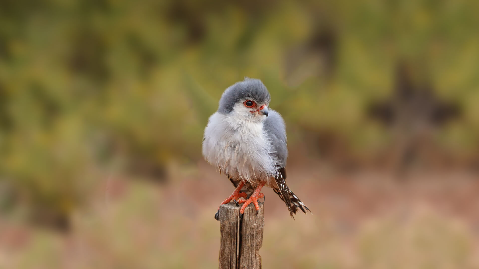 African Pygmy Falcon