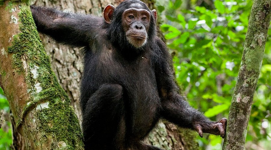 Chimpanzee Trekking Rwanda