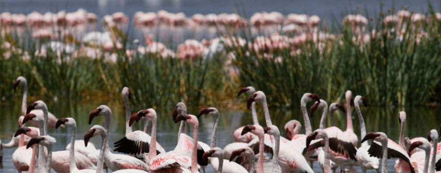 Flamingo Tour Packages
