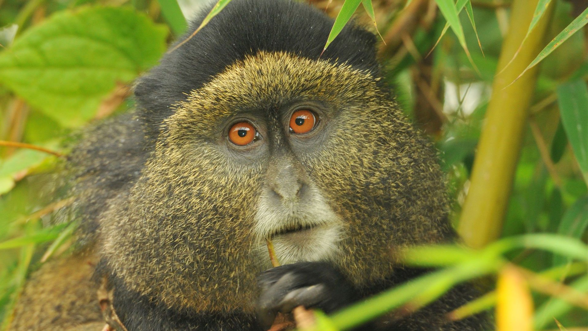 Golden Monkey Trekking Rwanda