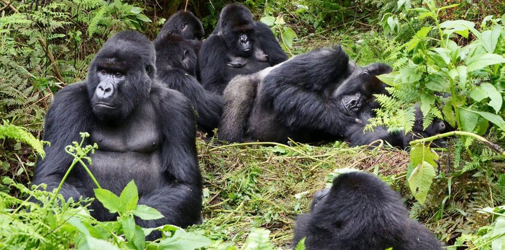 Budget Gorilla Trekking Rwanda