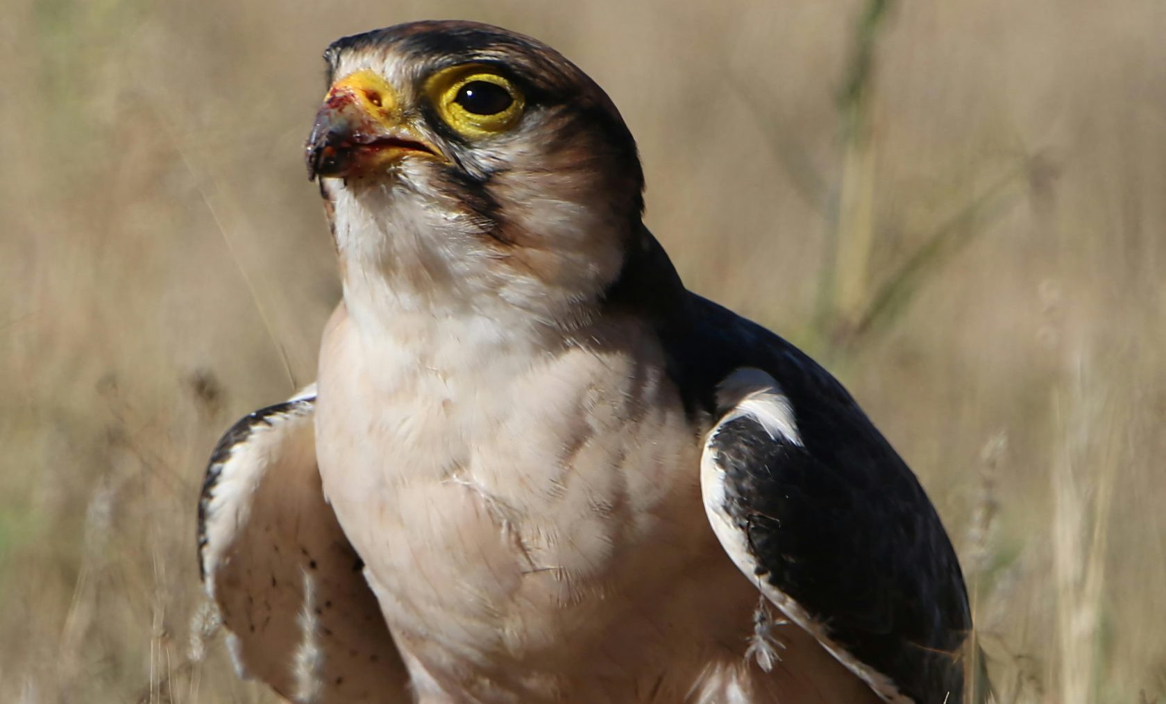 Lanner Falcon