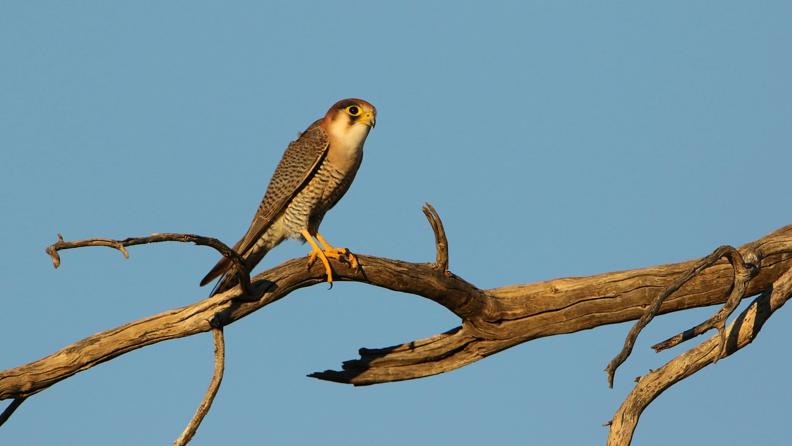 Red-necked Falcon