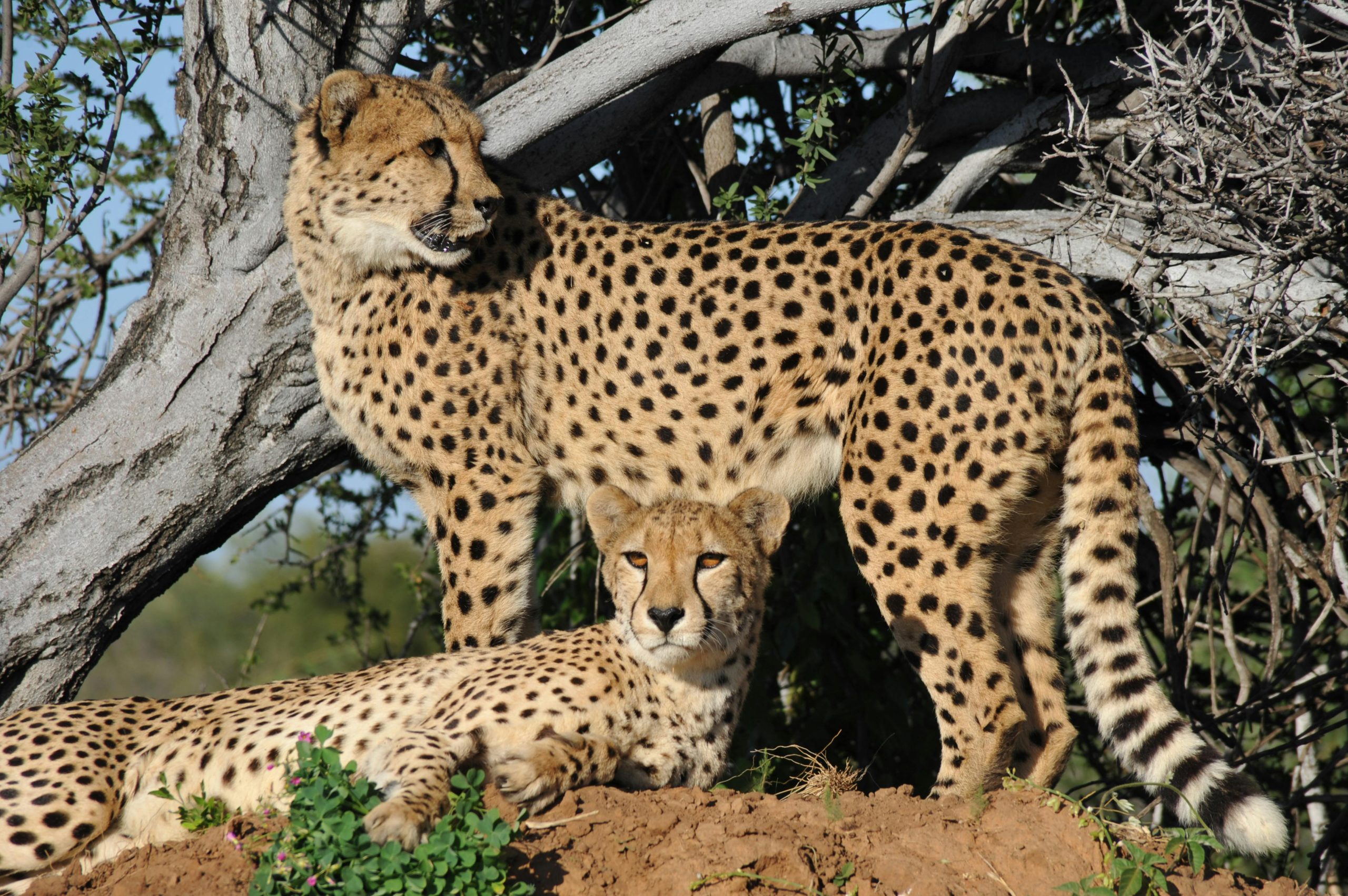 Cheetahs in Uganda