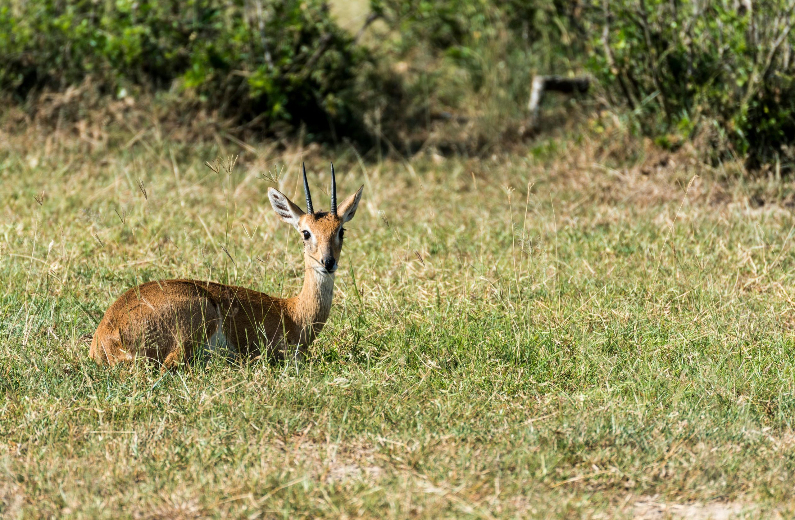 Pian Upe Photo Safari
