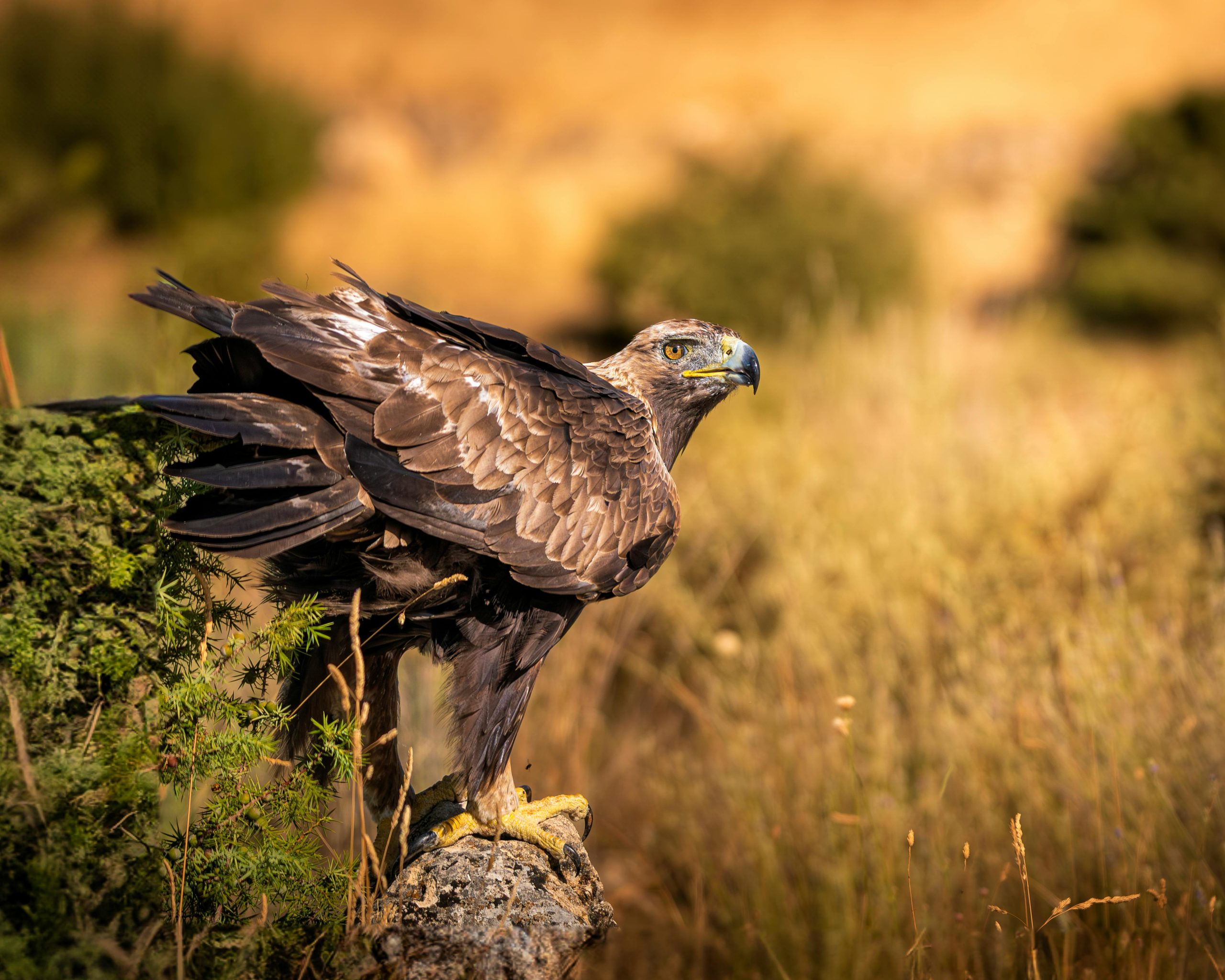 Birding Safaris Uganda
