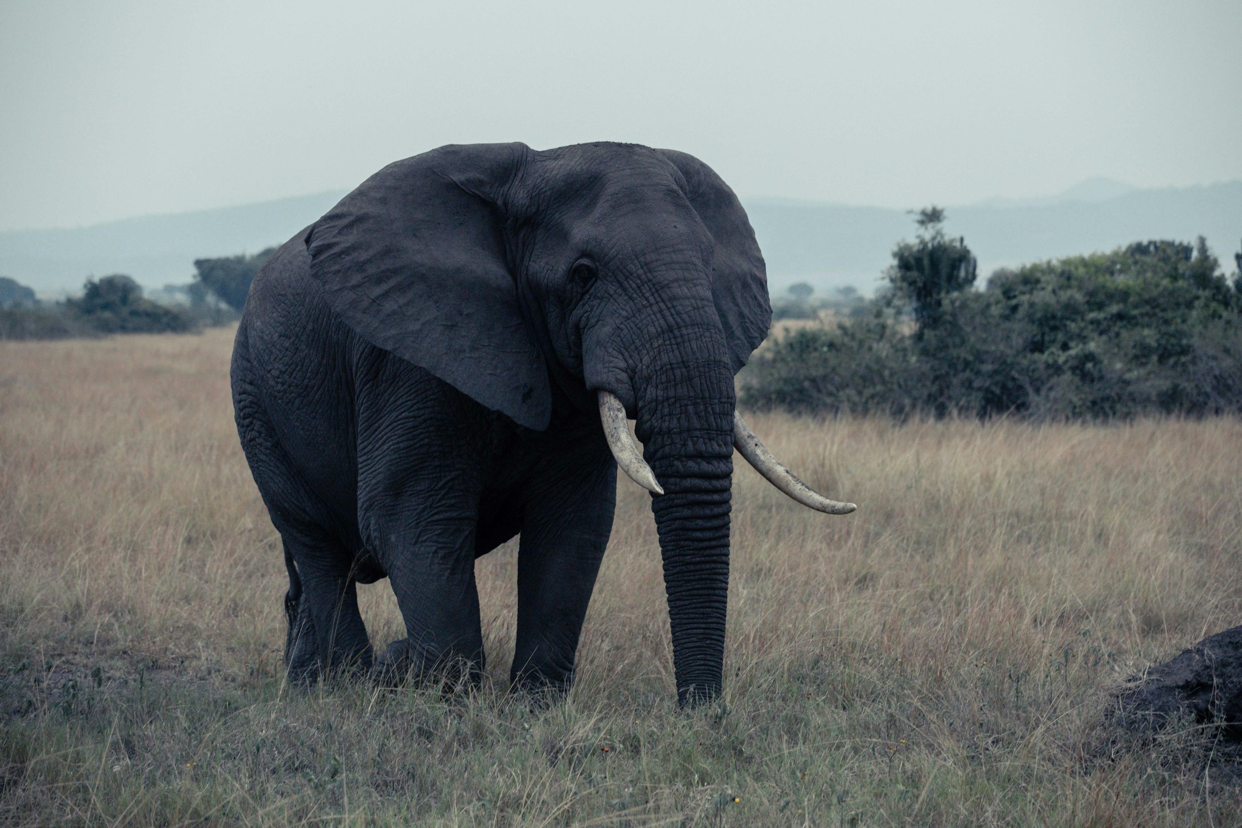 7 Days Uganda Big Five Safari