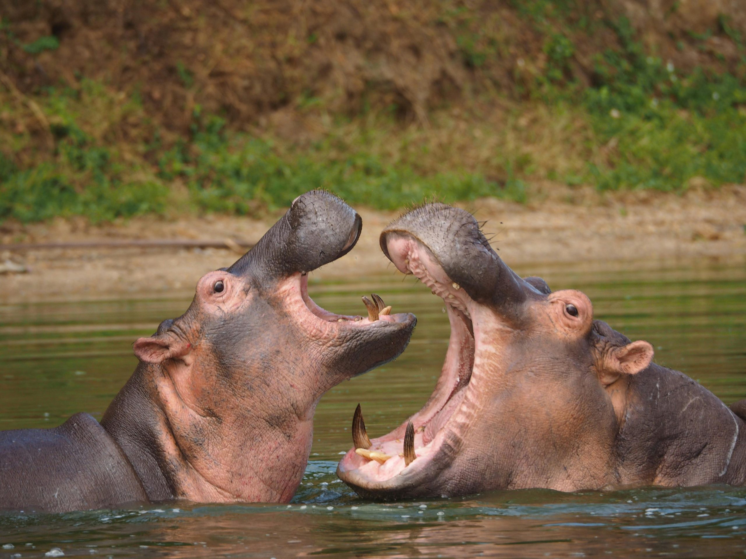 10-Day Uganda Tour