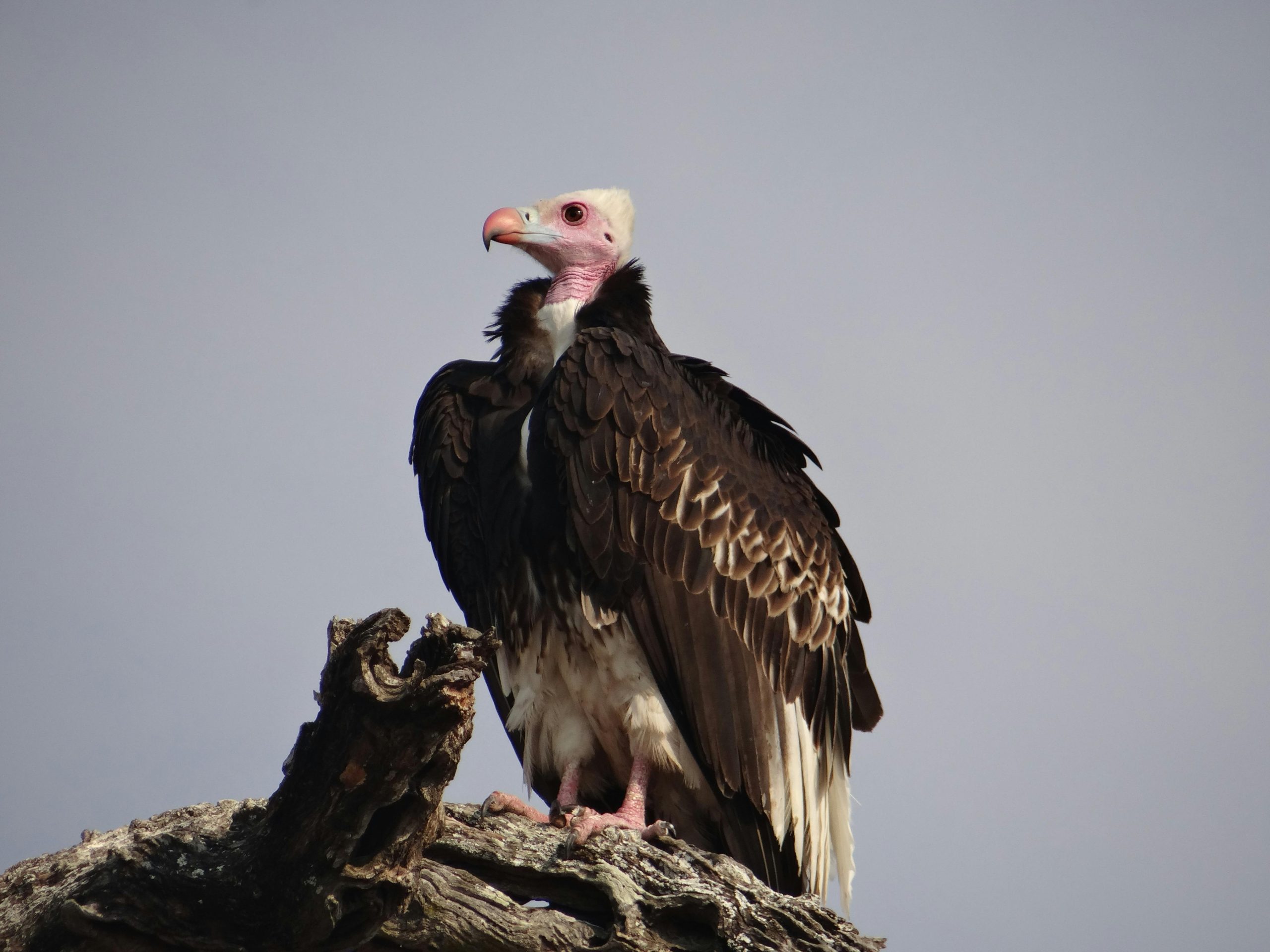 Customized Birding Safaris