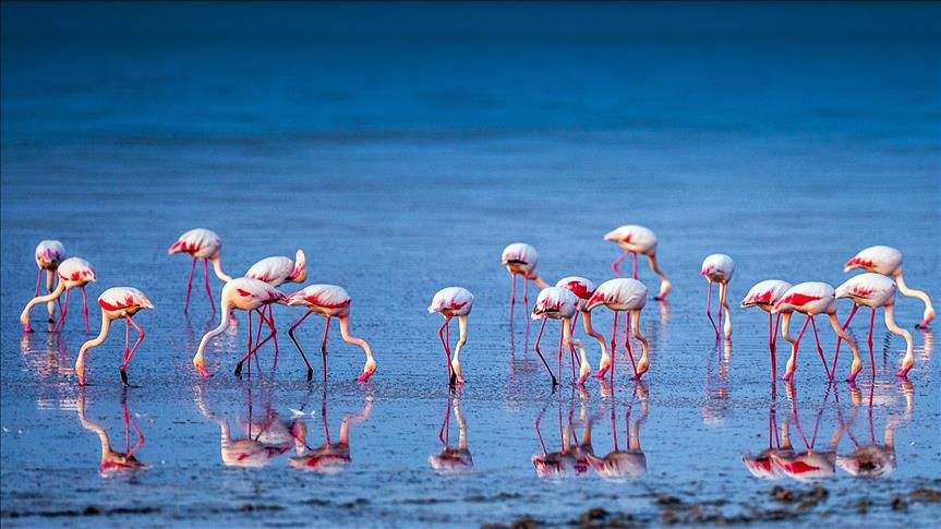 Kenya Flamingos