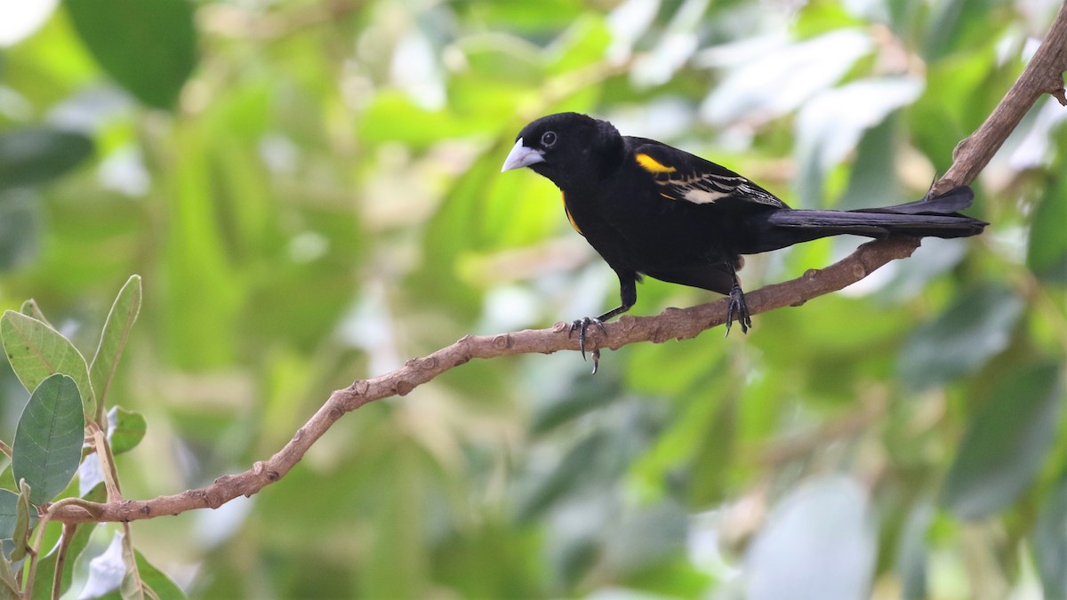 White-winged Widowbird