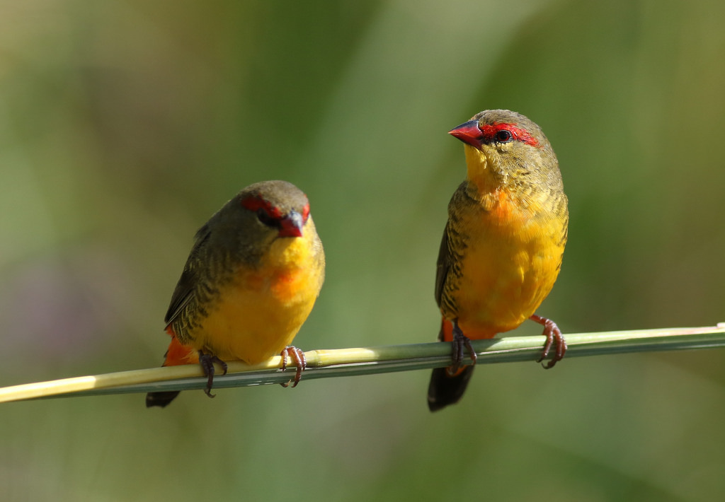 Zebra Waxbill