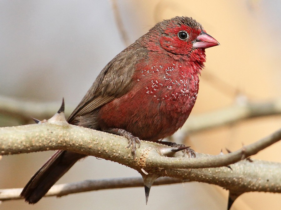 Bar-breasted Firefinch