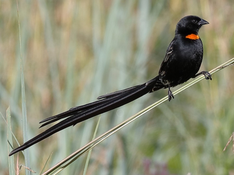 Red-collared Widowbird