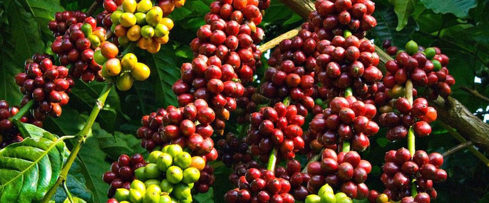 Mount Elgon Coffee Tour