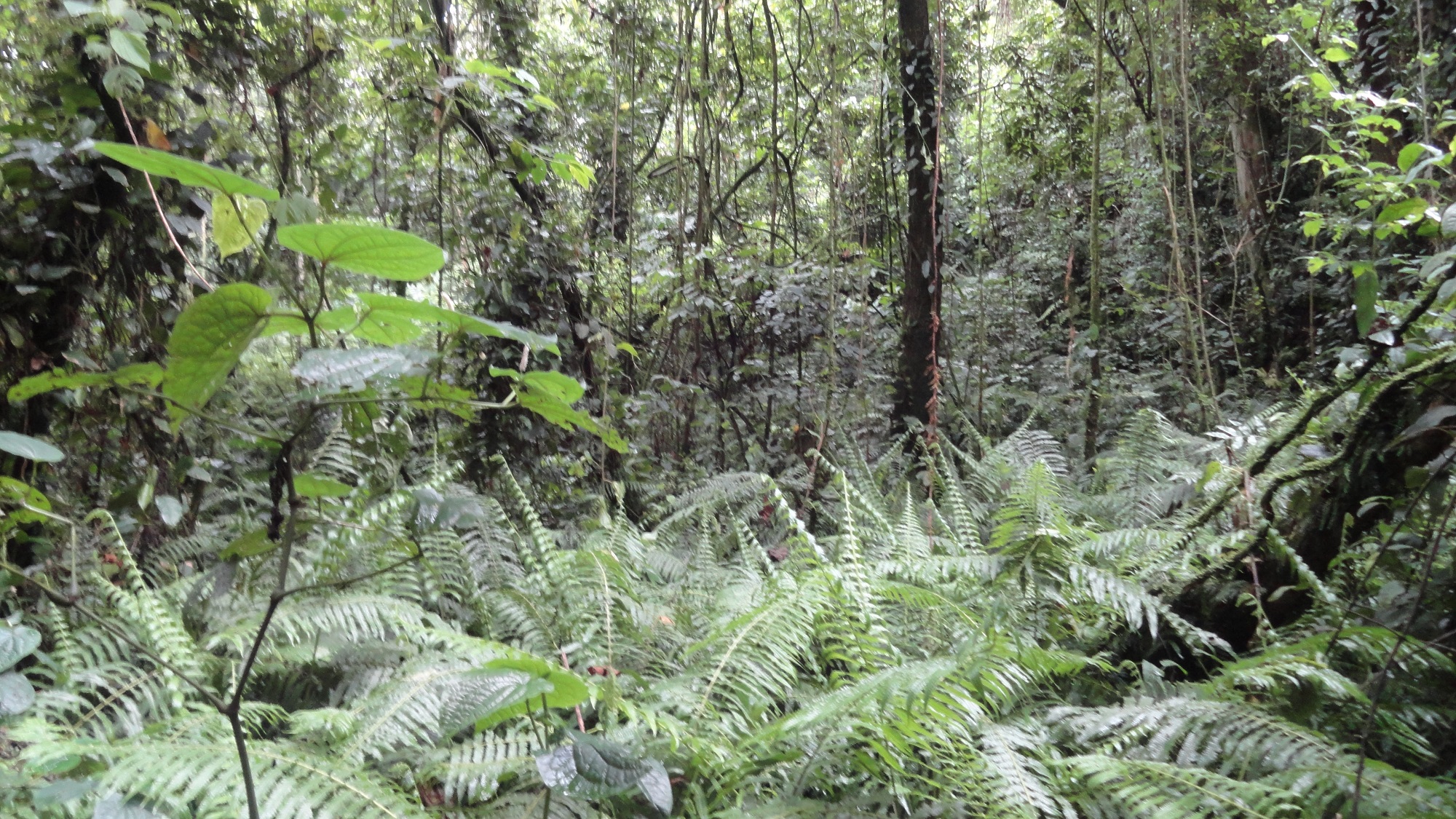 Kalinzu Valley Trail