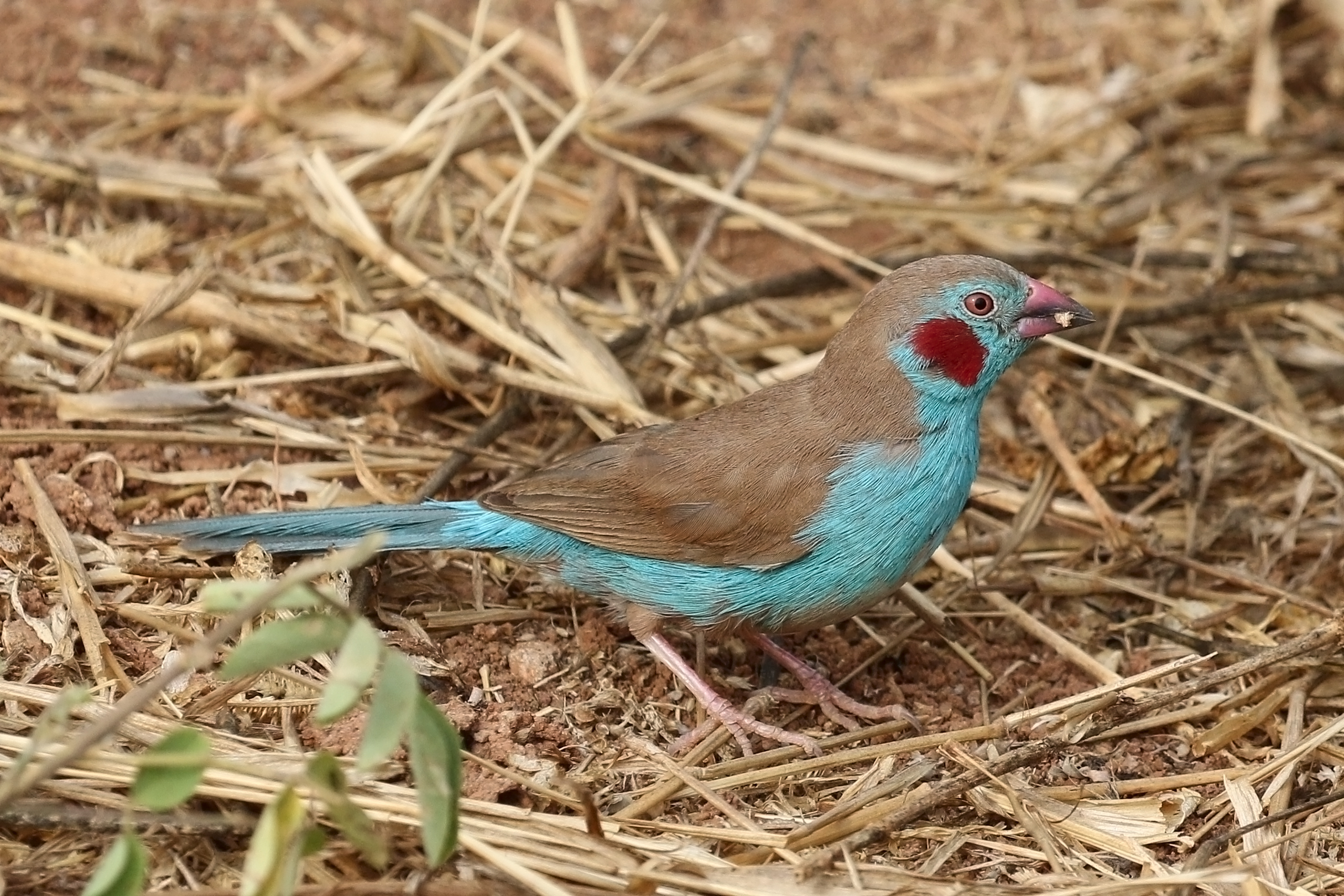 Red-cheeked Cordon-bleu