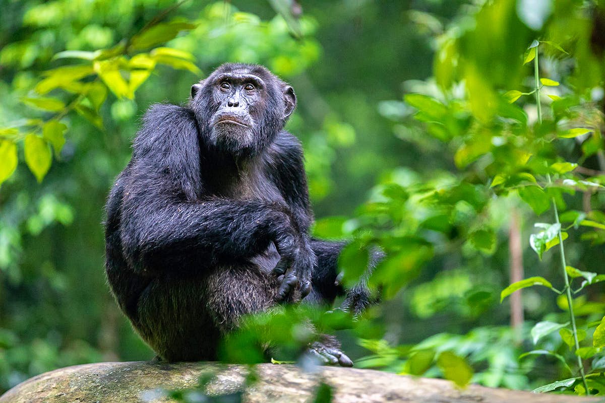 Rwanda Chimpanzee Trekking