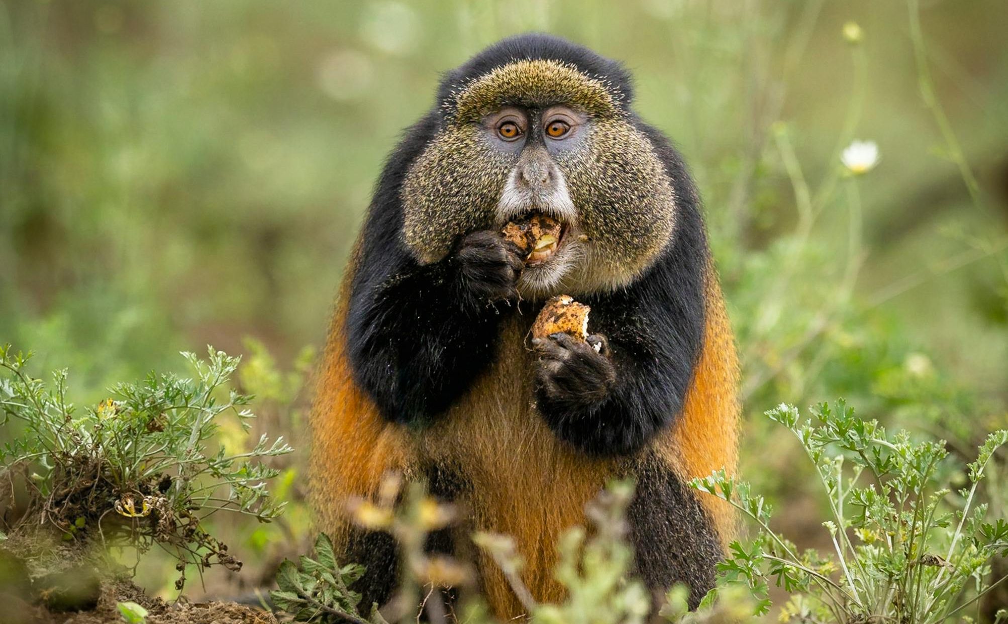 3 Days Gorilla Golden Monkey Trekking