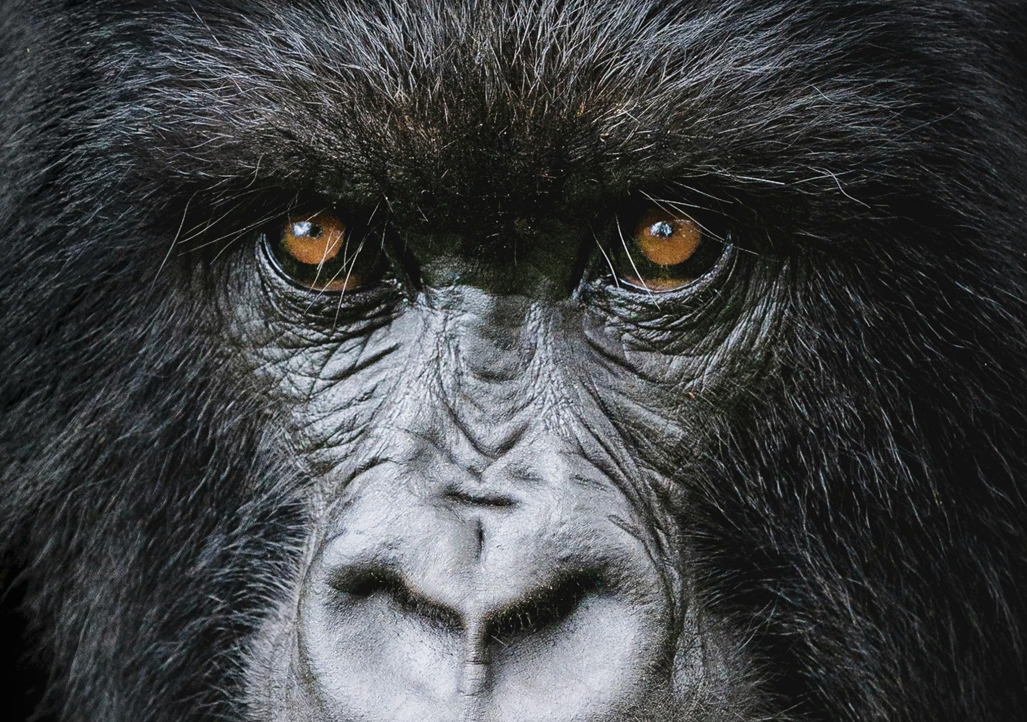 Luxury Primate Tours