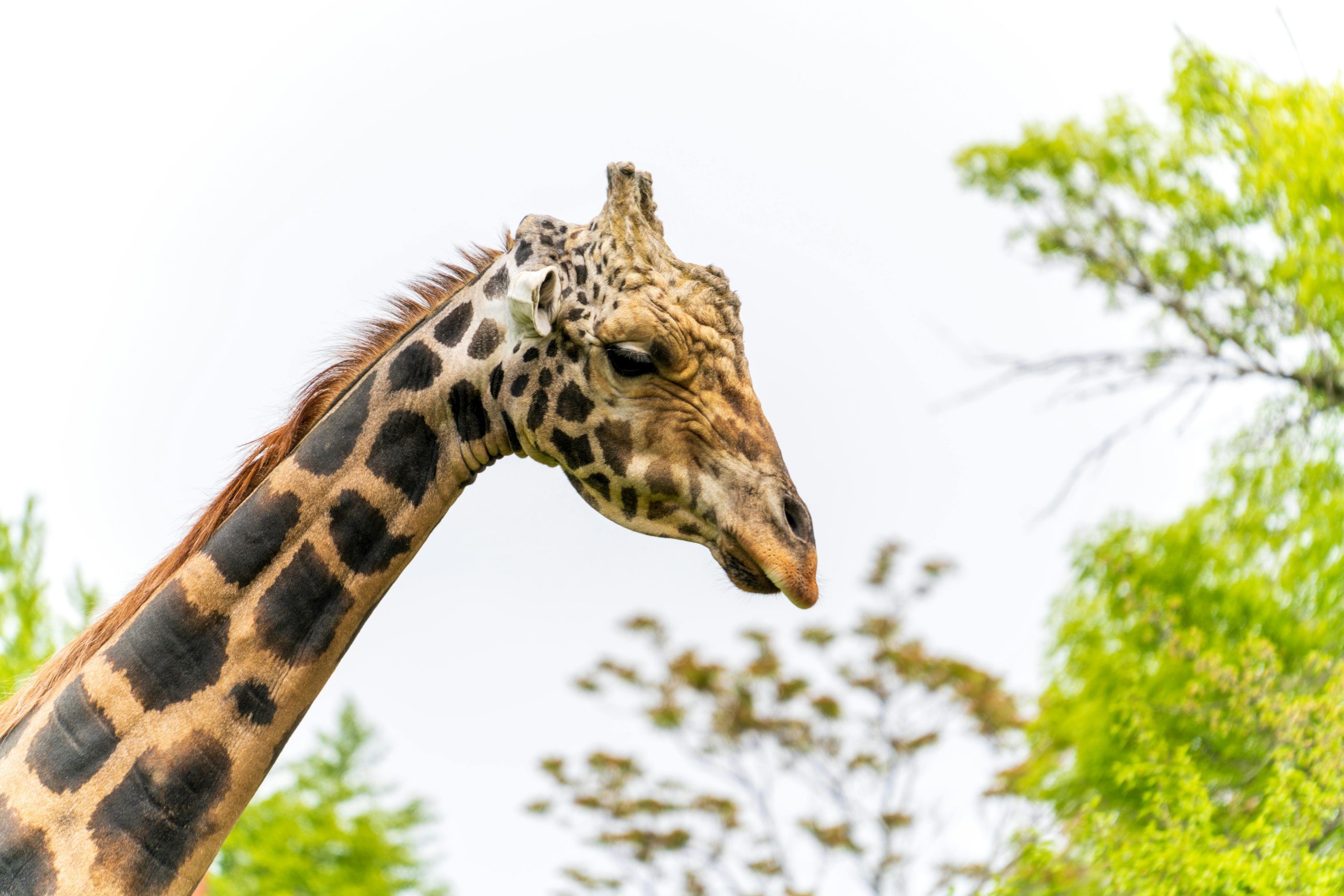Rwanda Safari Tips