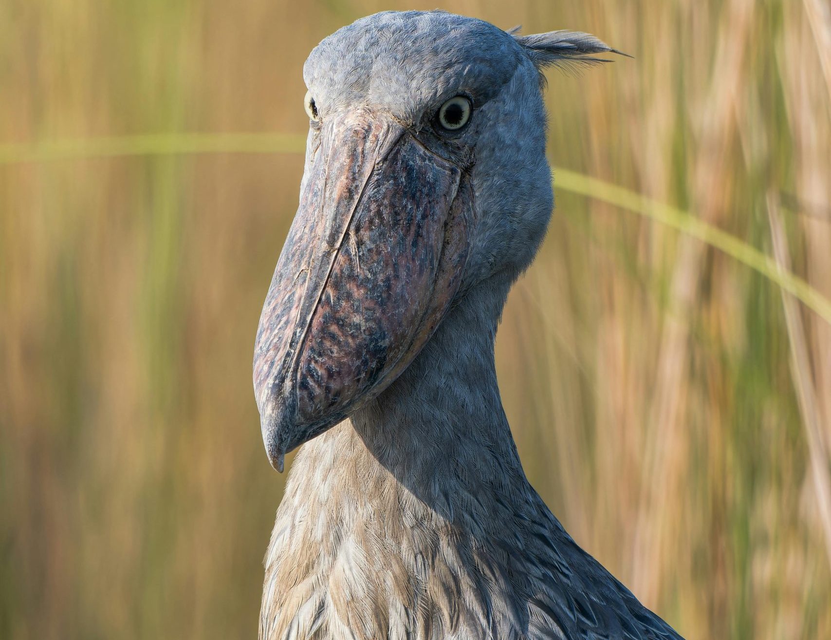 Mabamba Swamp Shoebill Birding