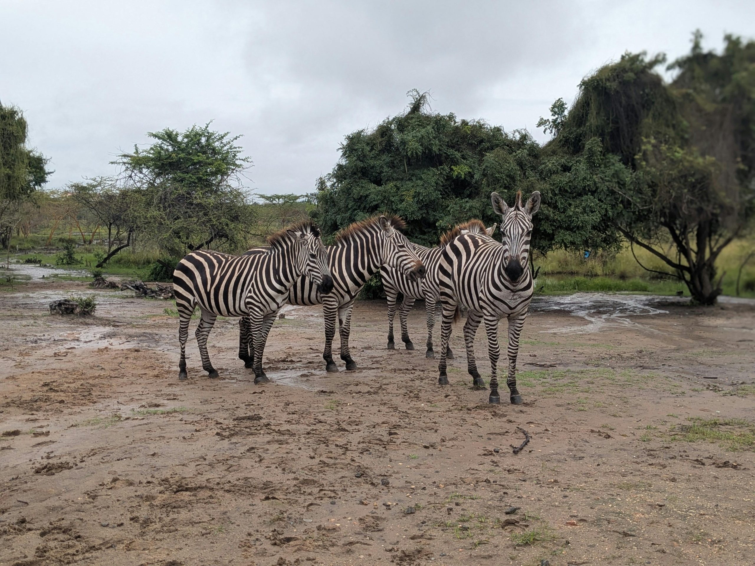 Lake Manyara National Park
