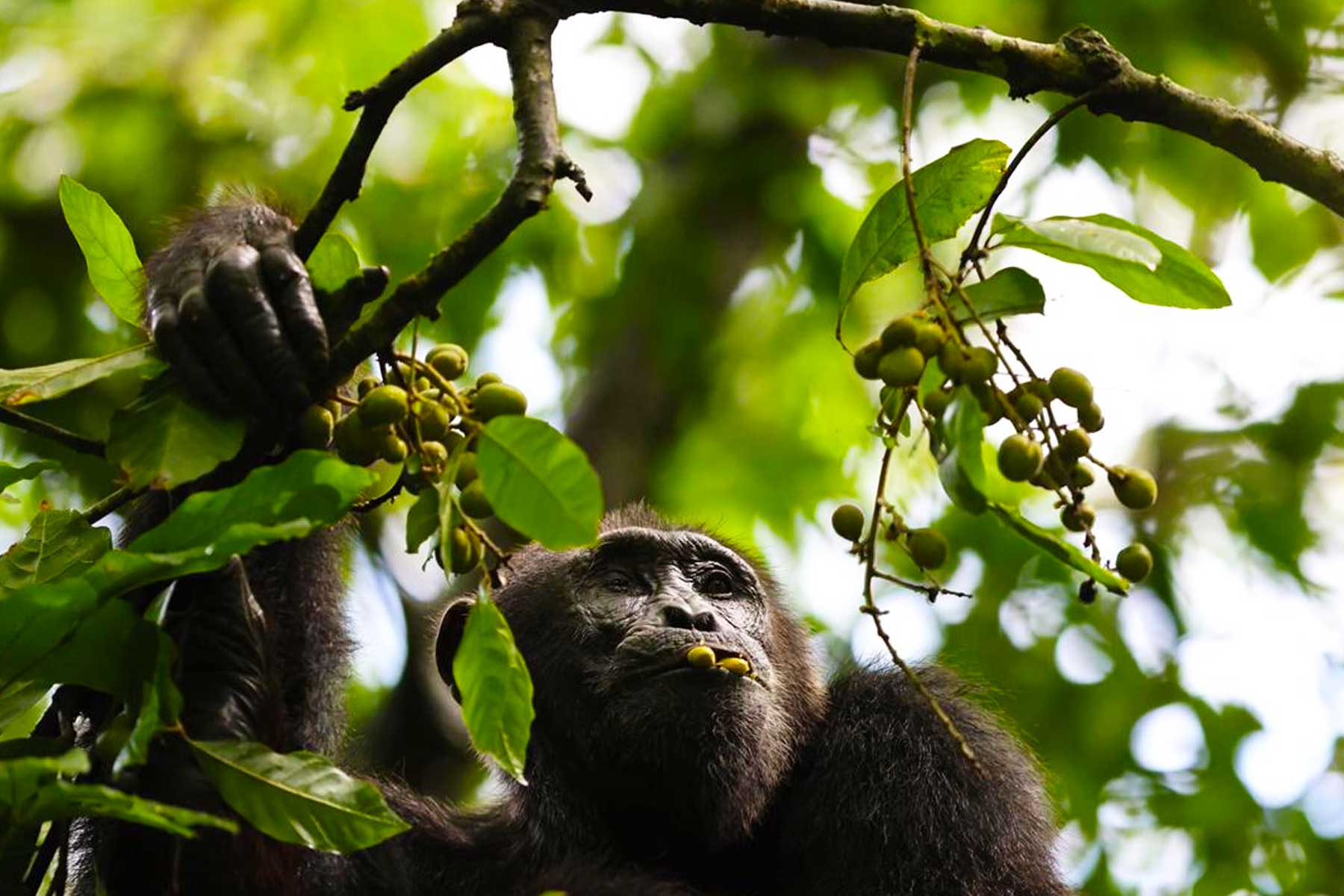 Primate Trekking Safaris