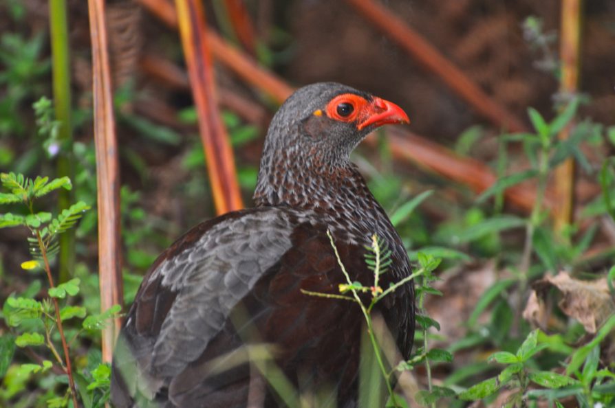 Uganda Albertine Rift Endemics Birding Tour
