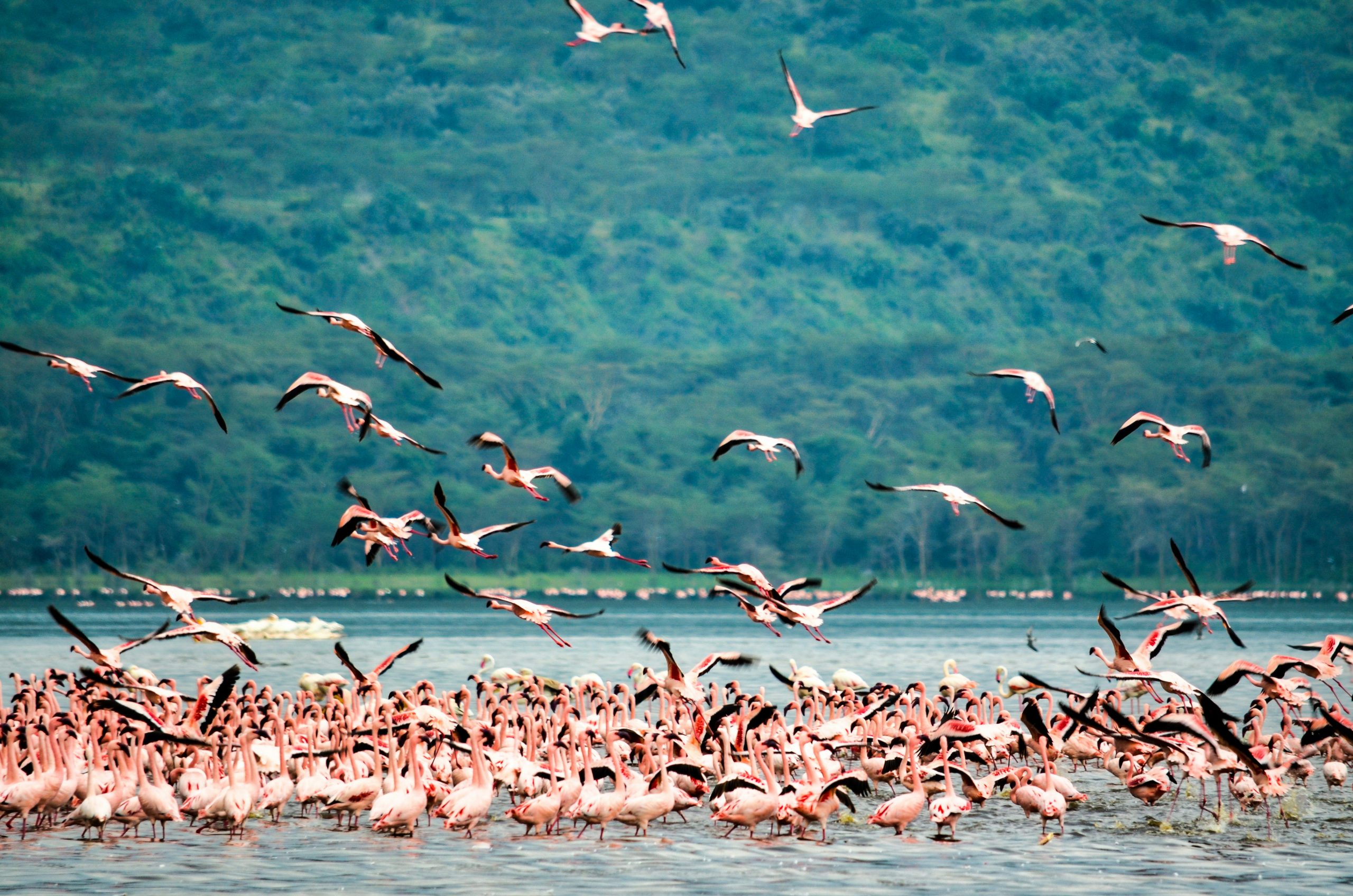 Lake Nakuru Safari Experience