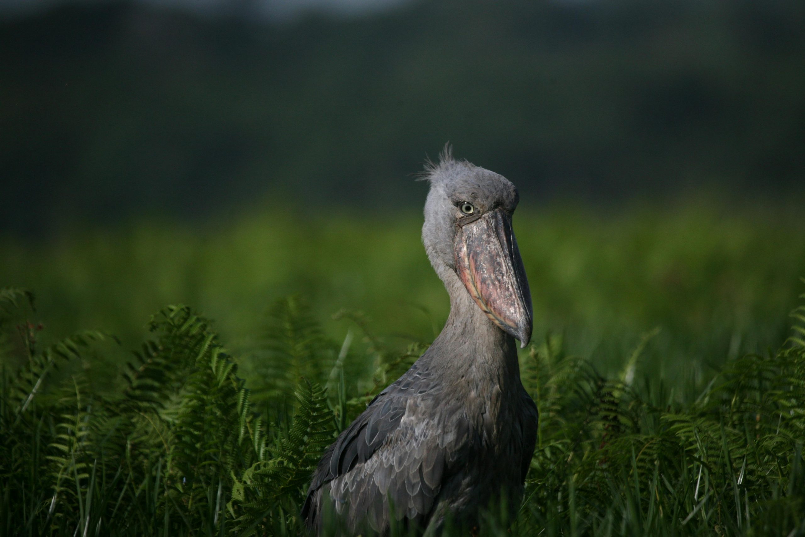 Shoebill Stork Tracking in Mabamba Swamp