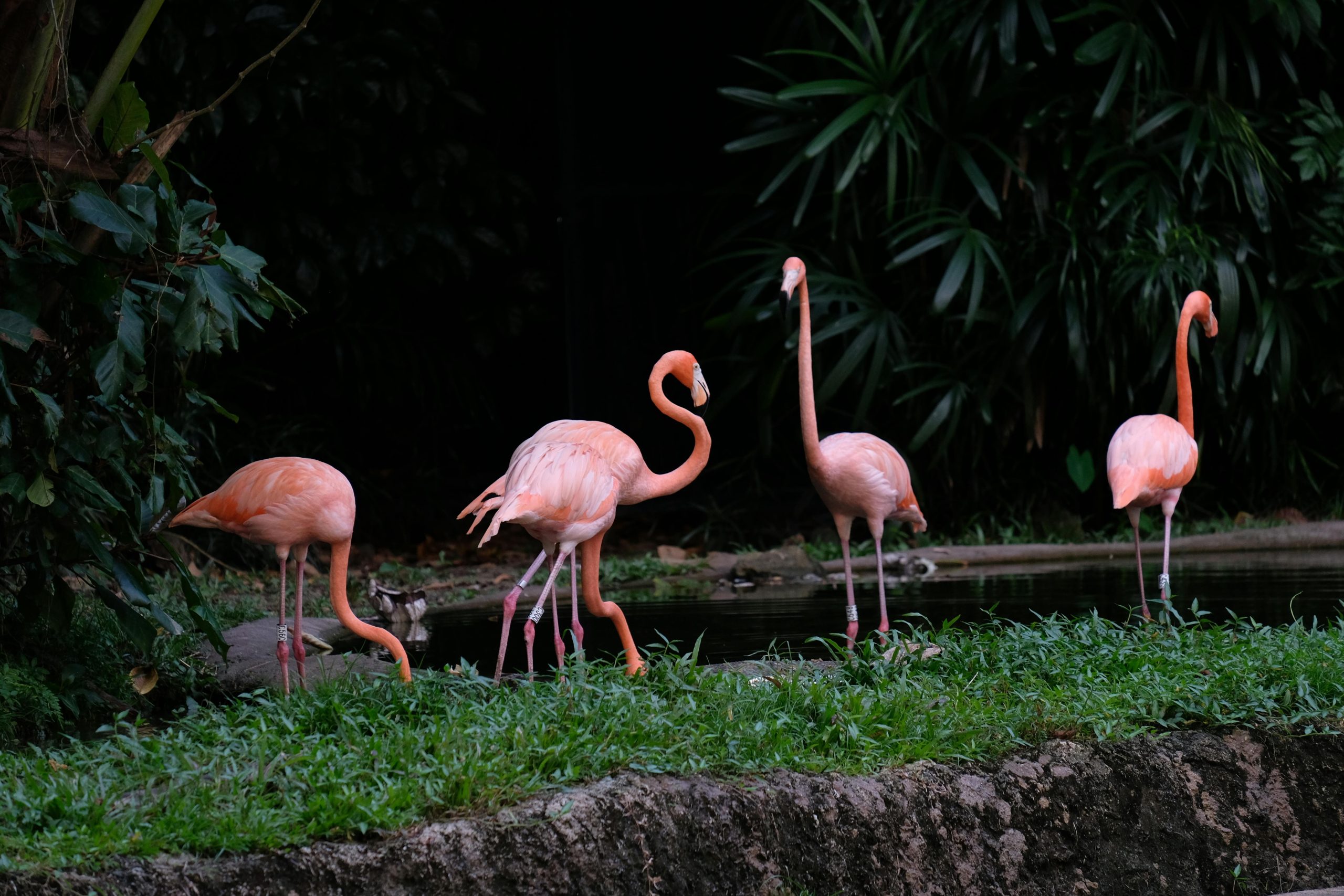 Flamingo Photography Tour