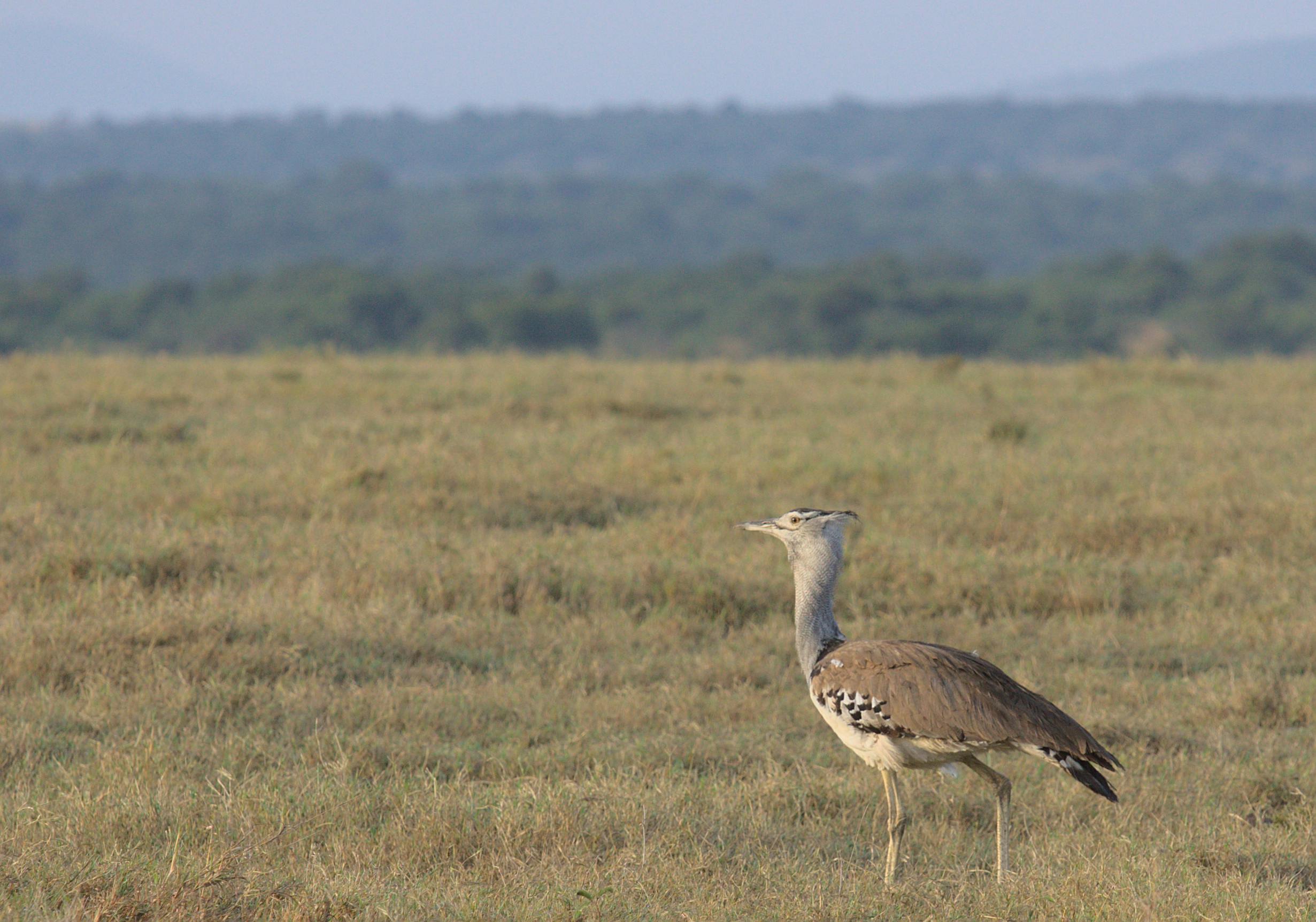 Birding-in Kenya