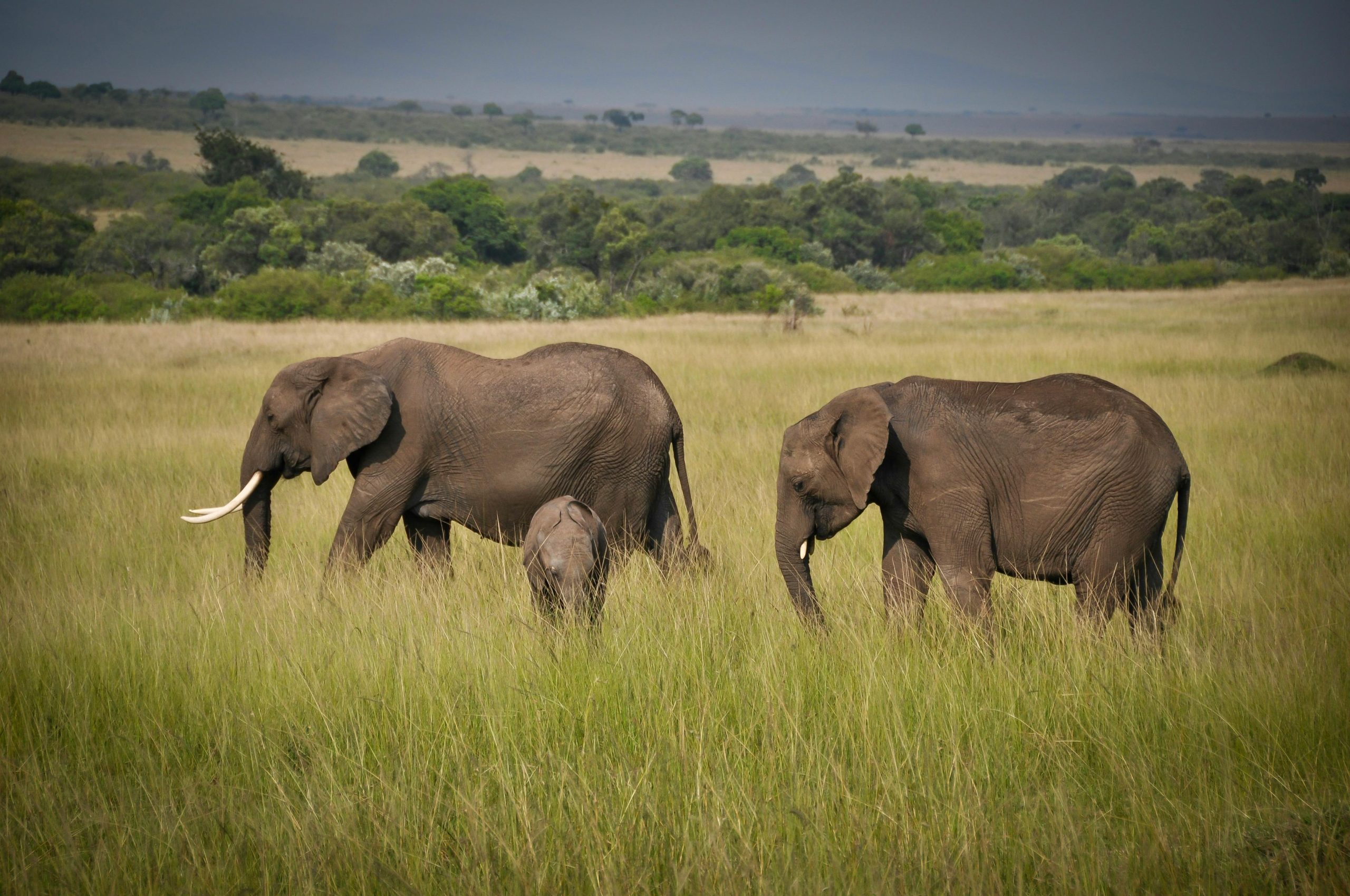 7 Days Uganda Wildlife Safari