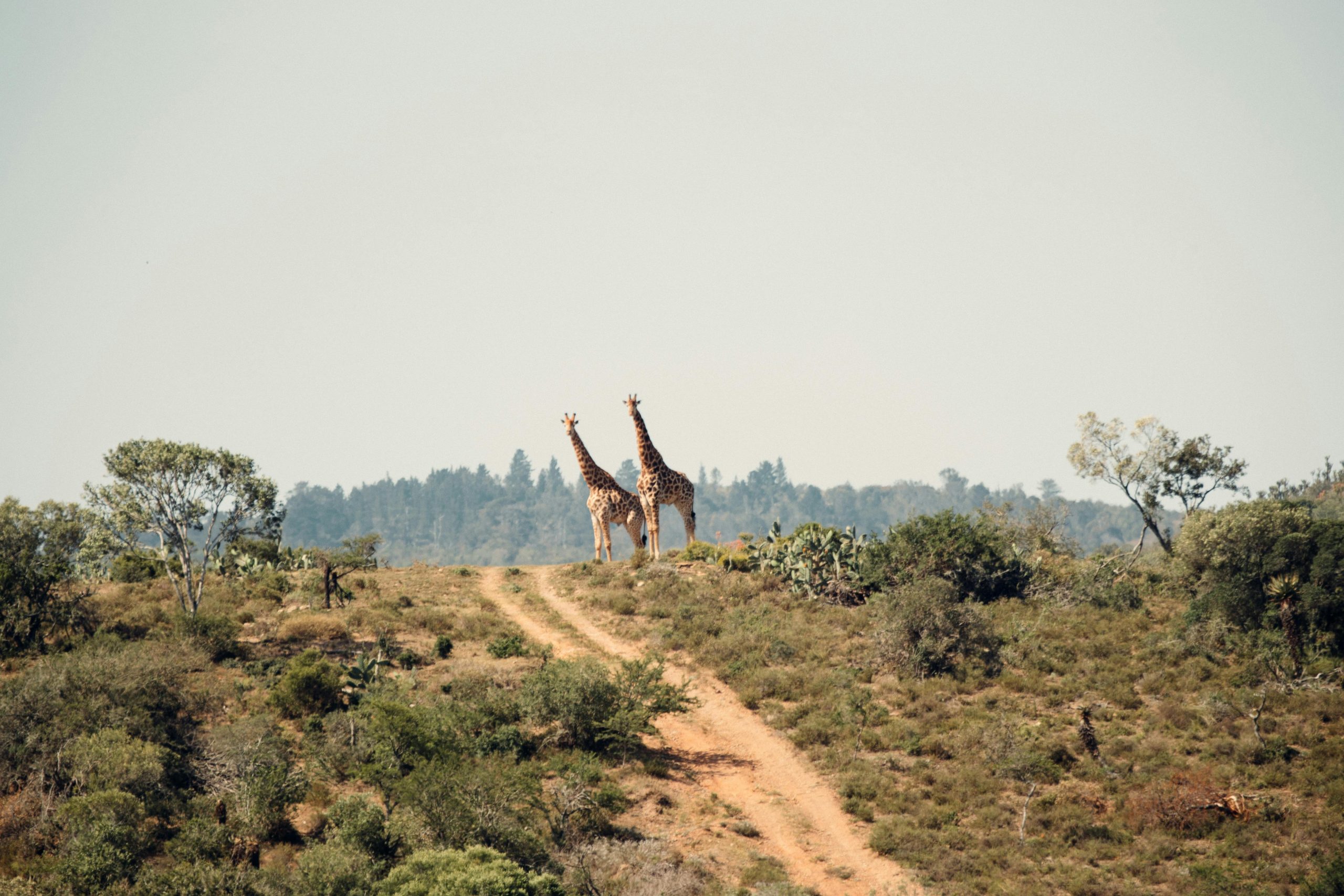 Photo Safaris in Uganda