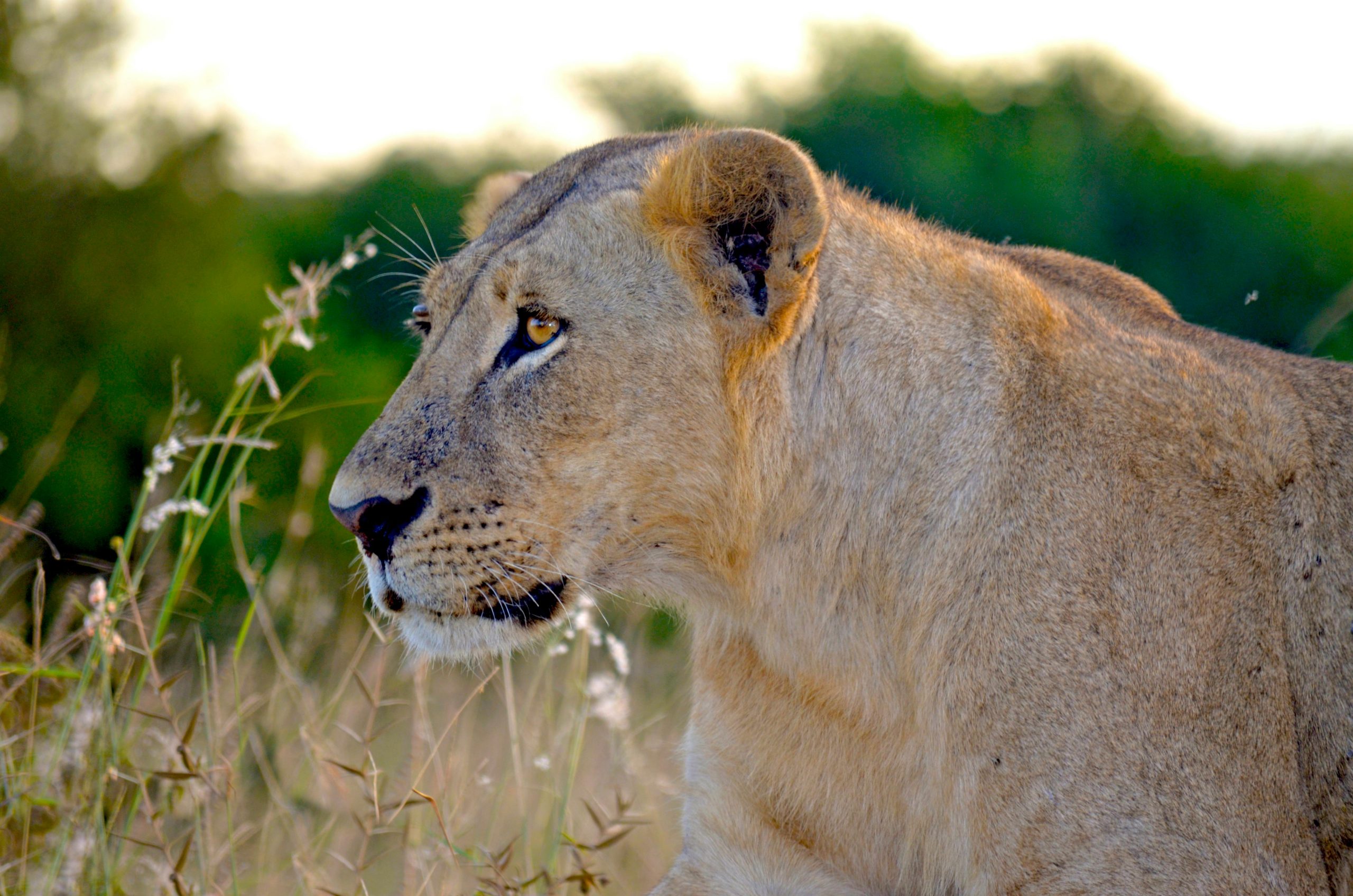 Big Five Safari Uganda