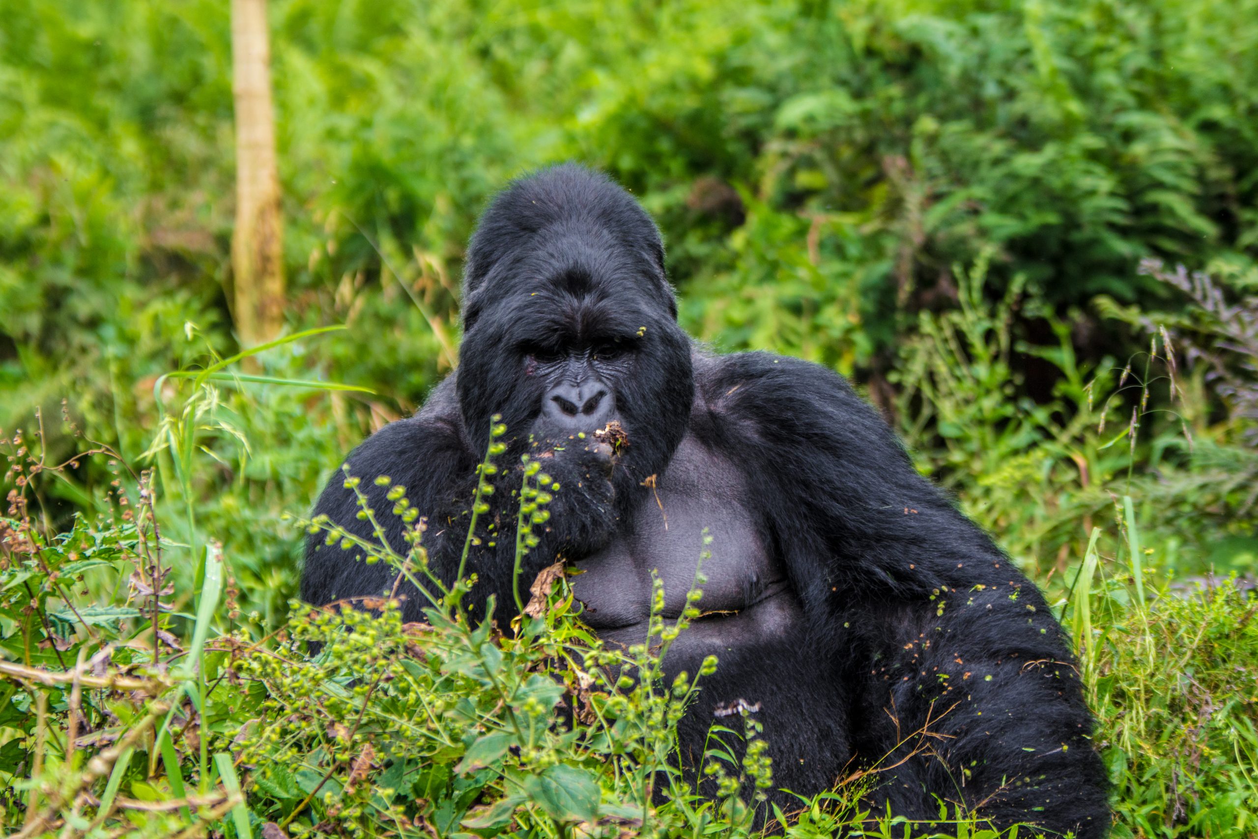 Uganda Bwindi Impenetrable Forest Gorilla Trekking