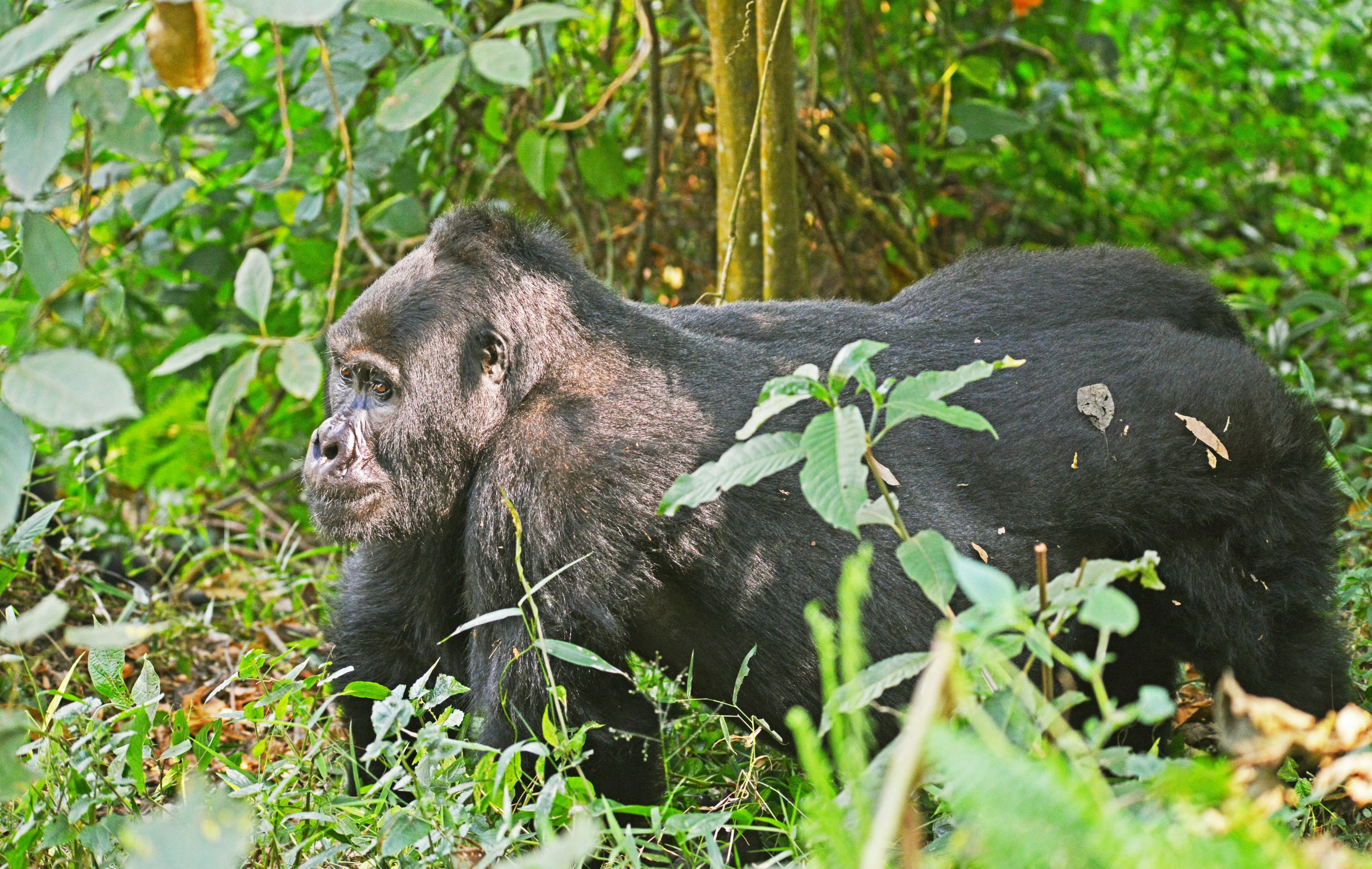 Luxury Gorilla Trekking Safari