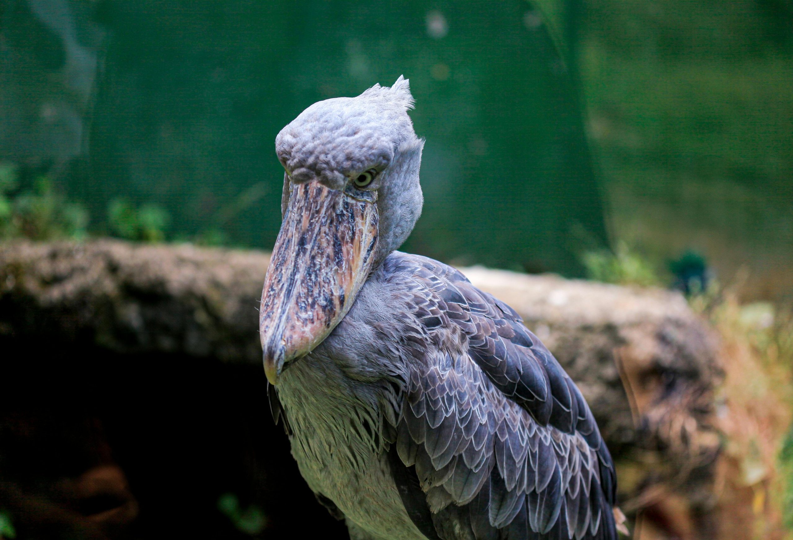 Birding Day Trip Mabamba