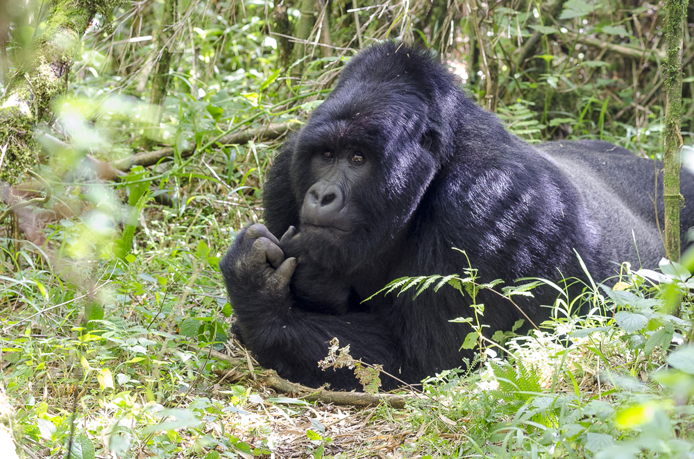 Photography and Rules for Gorilla Trekking
