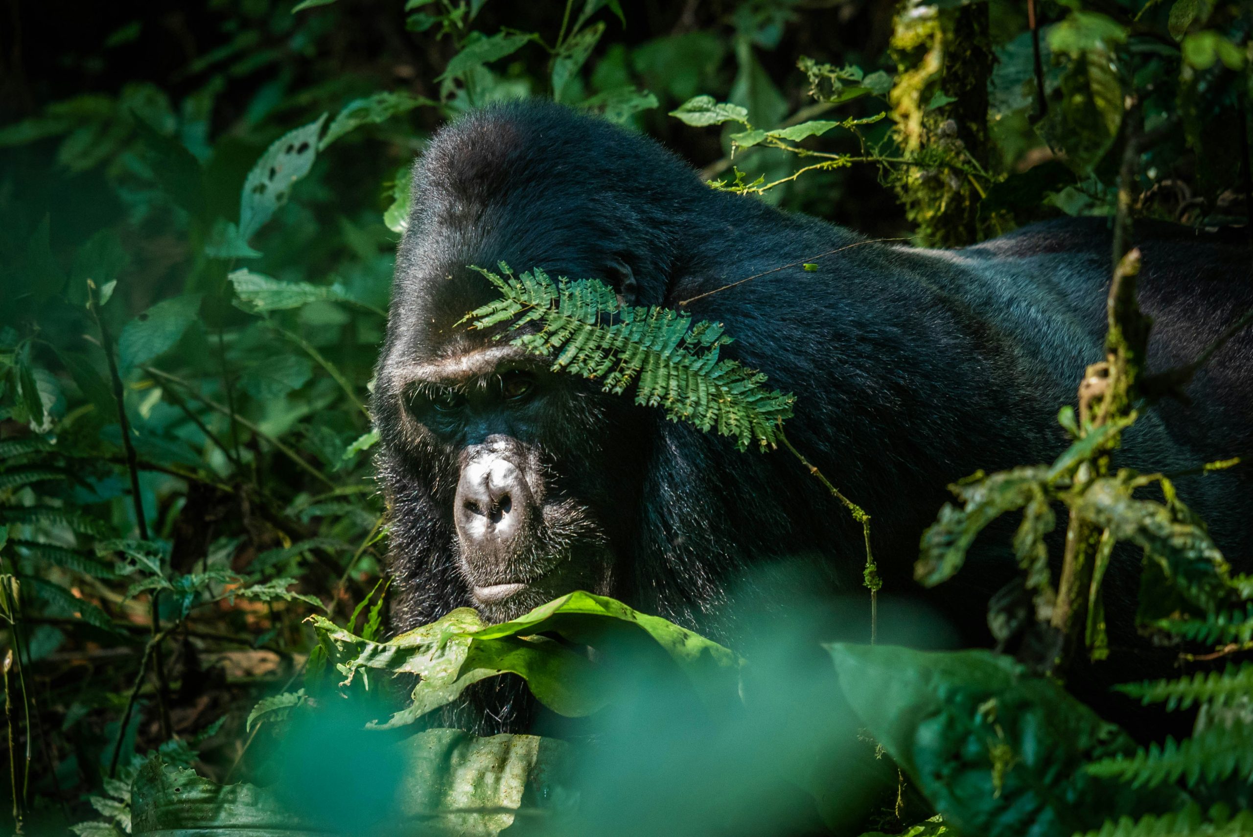 Luxury Gorilla Trekking Safari in Uganda